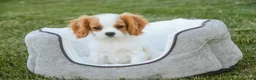 Cavalier King Charles Spaniel dogs for sale: Lars - Ad 5