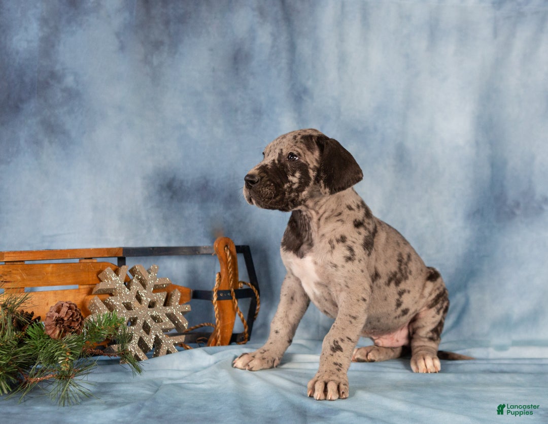 Great Dane dogs for sale: Duke - Ad 2