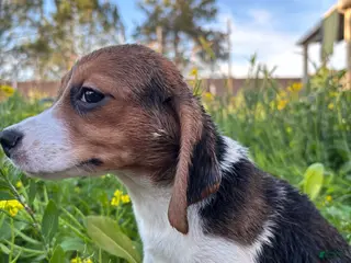 Beagle dogs Bailey - Ad 11