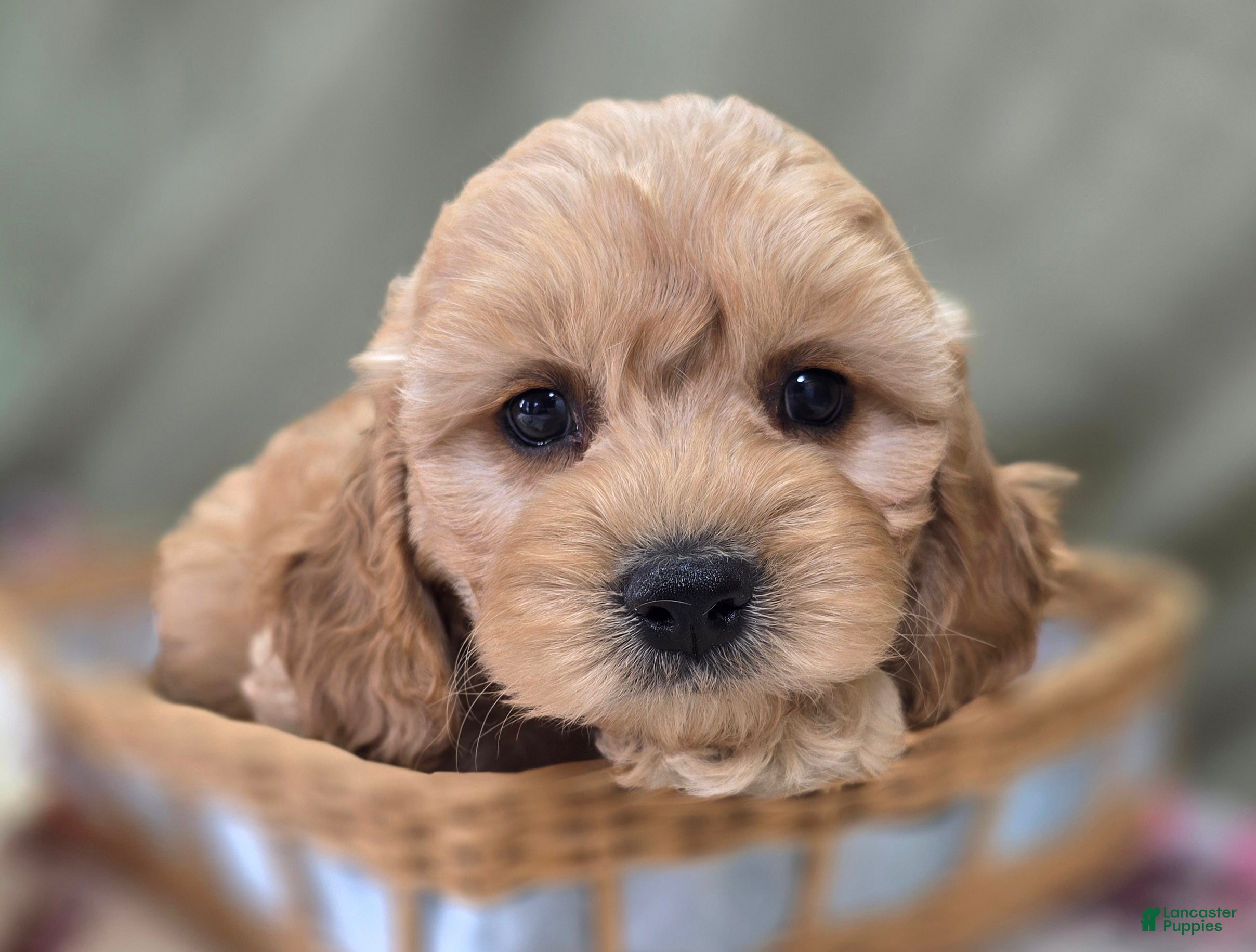 Cockapoo dogs Knotty - Ad 36