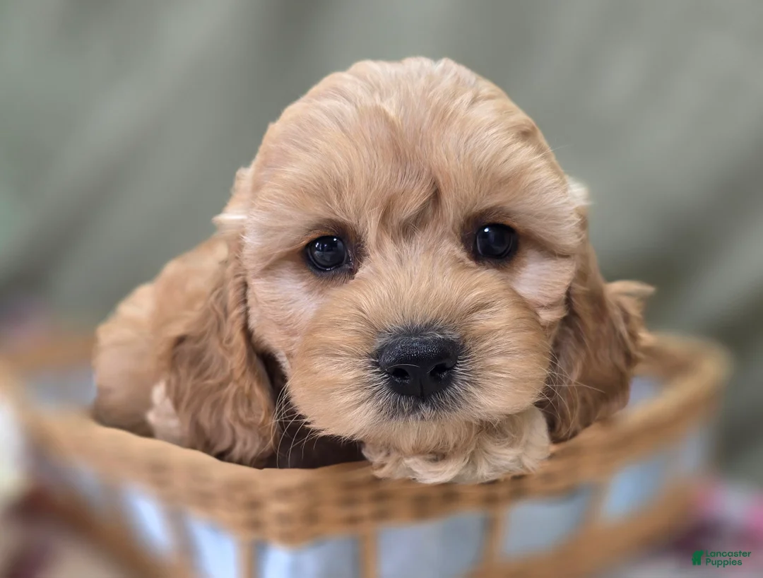 Cockapoo dogs for sale: Knotty - Ad 1