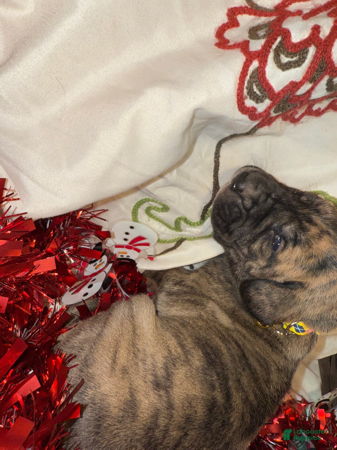 Great Dane dogs for sale: Francine - Ad 10