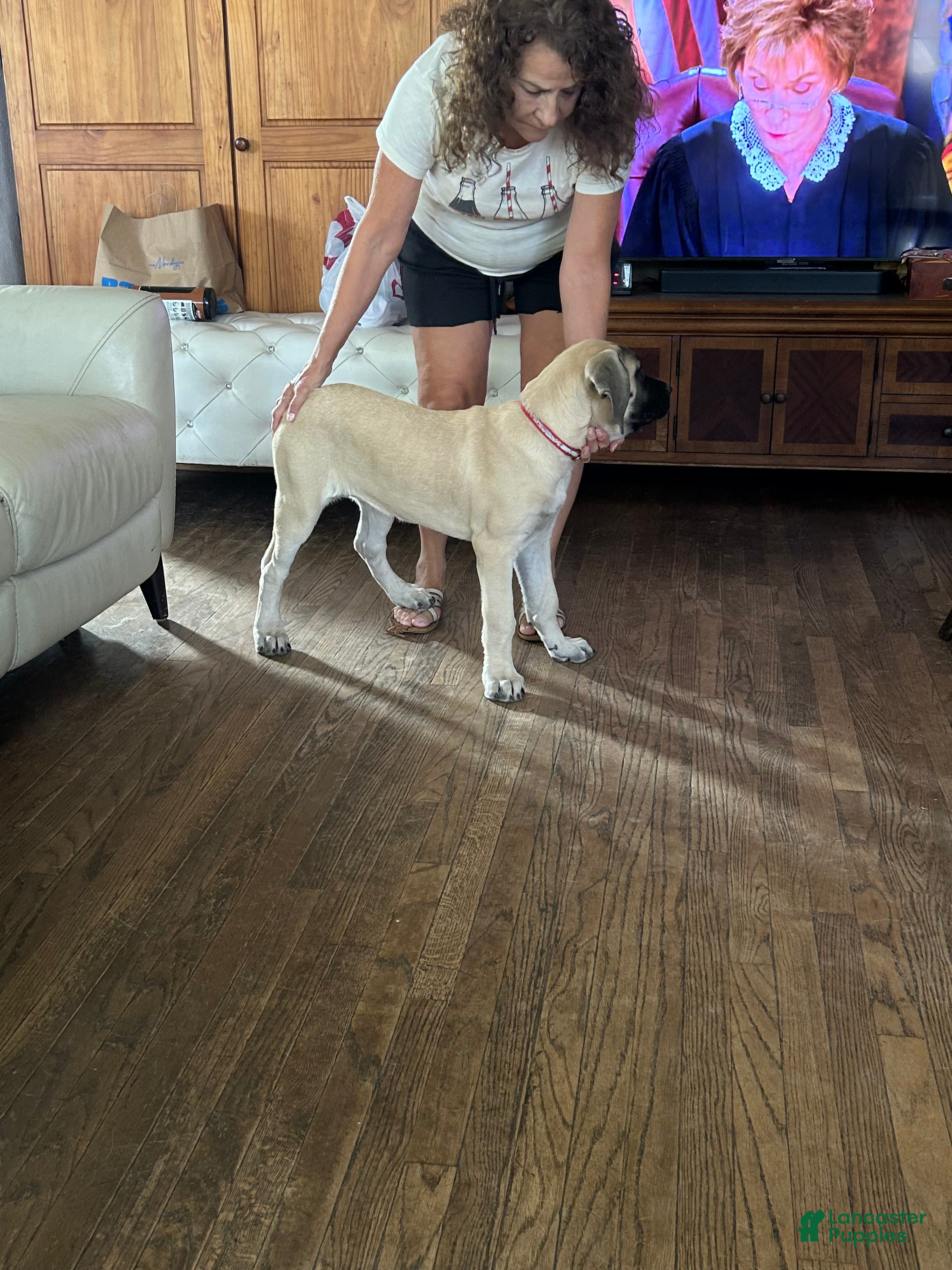 Mixed Breed dogs for sale: Cherri - Ad 2