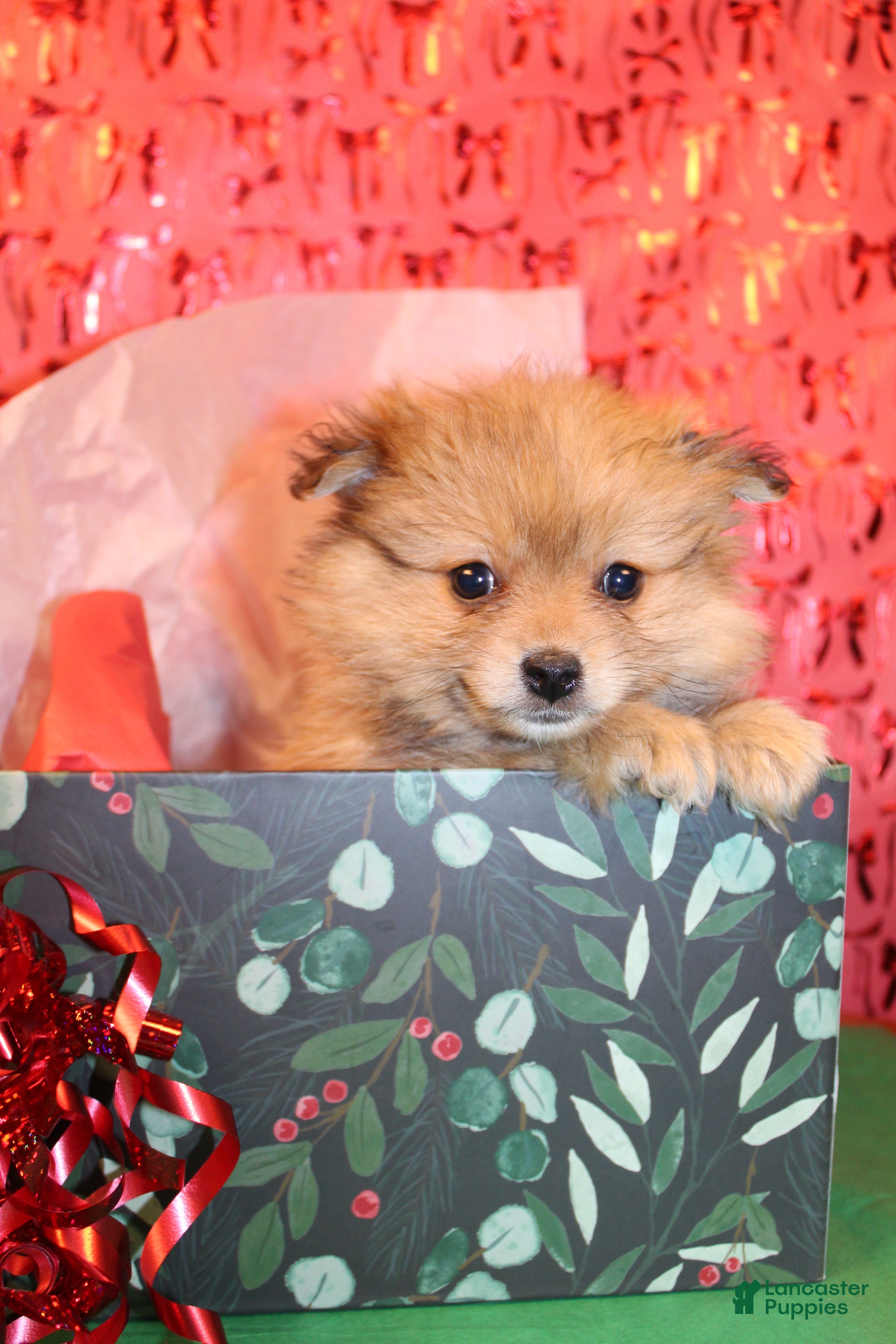 Pomeranian dogs Gizmo - Ad 7