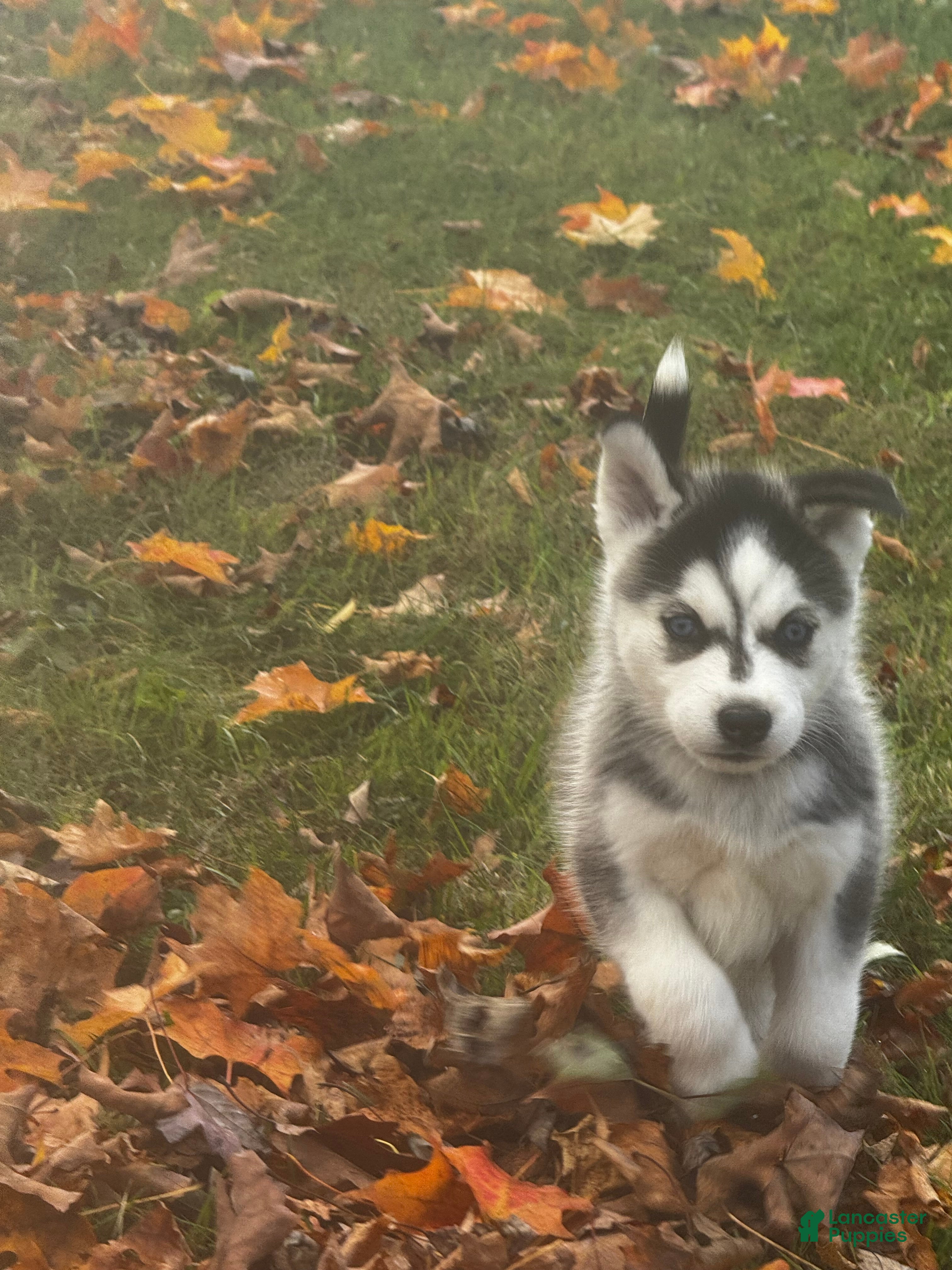 Siberian Husky dogs Siberian Husky Puppy 2 - Ad 2