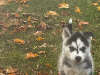 Siberian Husky dogs Siberian Husky Puppy 2 - Ad 39