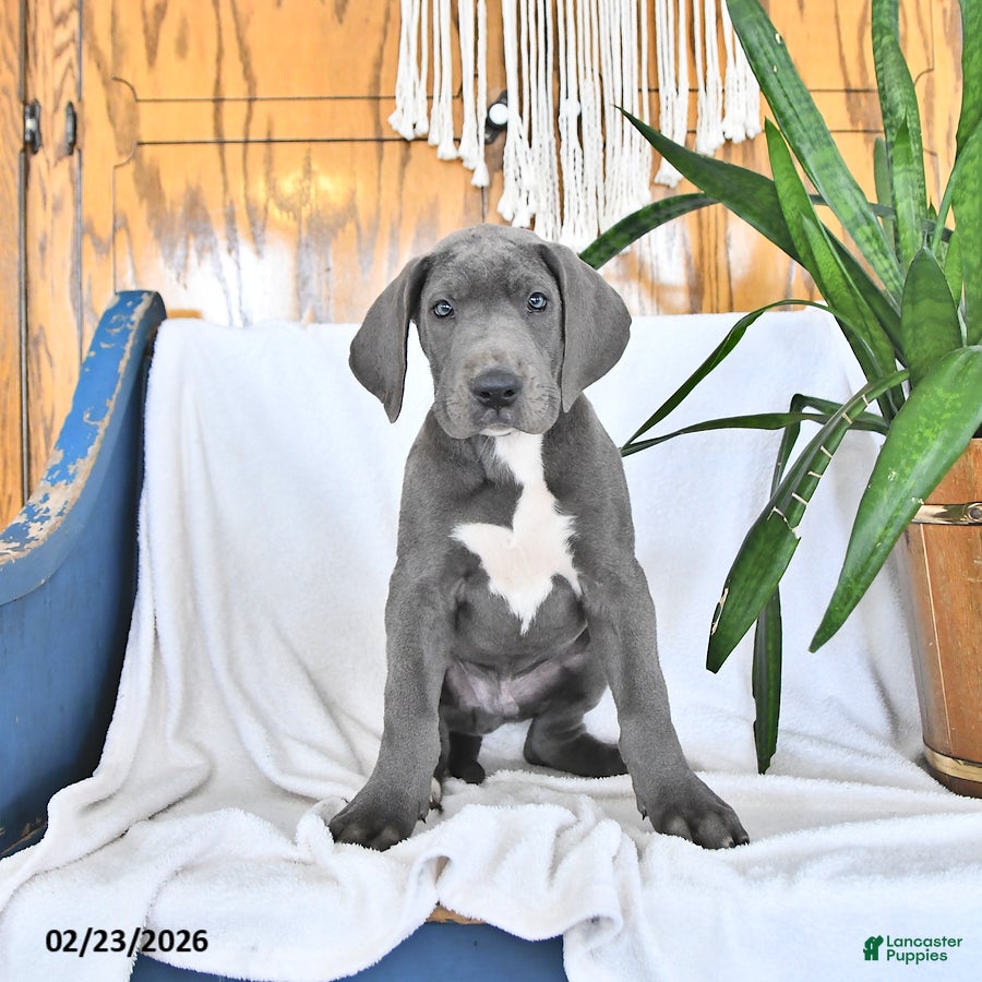 Great Dane dogs Caesar - Ad 1