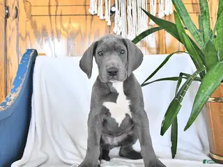 Great Dane dogs for sale: Caesar - Ad 2