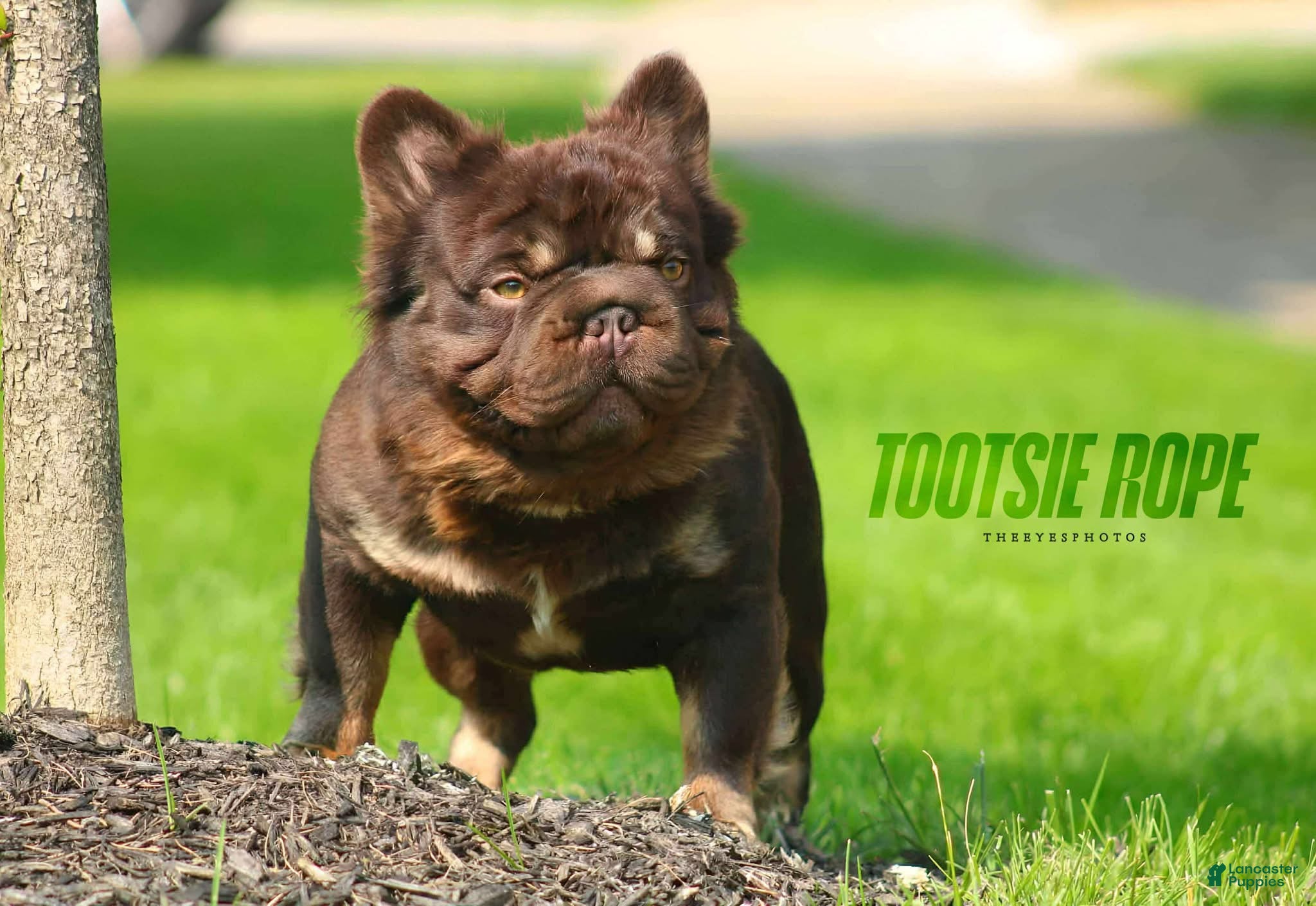 French Bulldog dogs for stud: Tootsie Rope - Ad 3