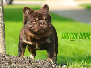 French Bulldog dogs Tootsie Rope - Ad 6