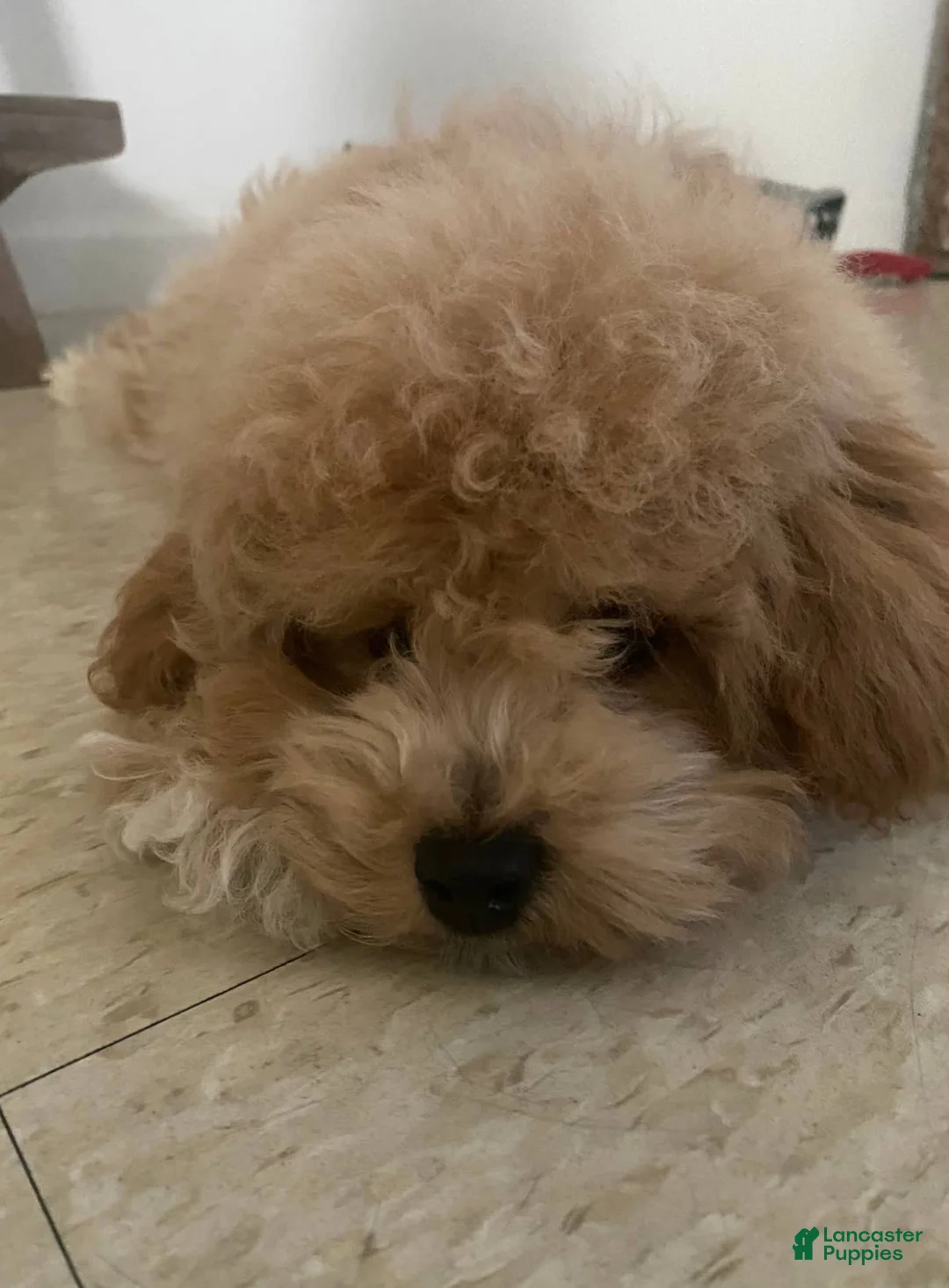 Gallery Image {{count}}