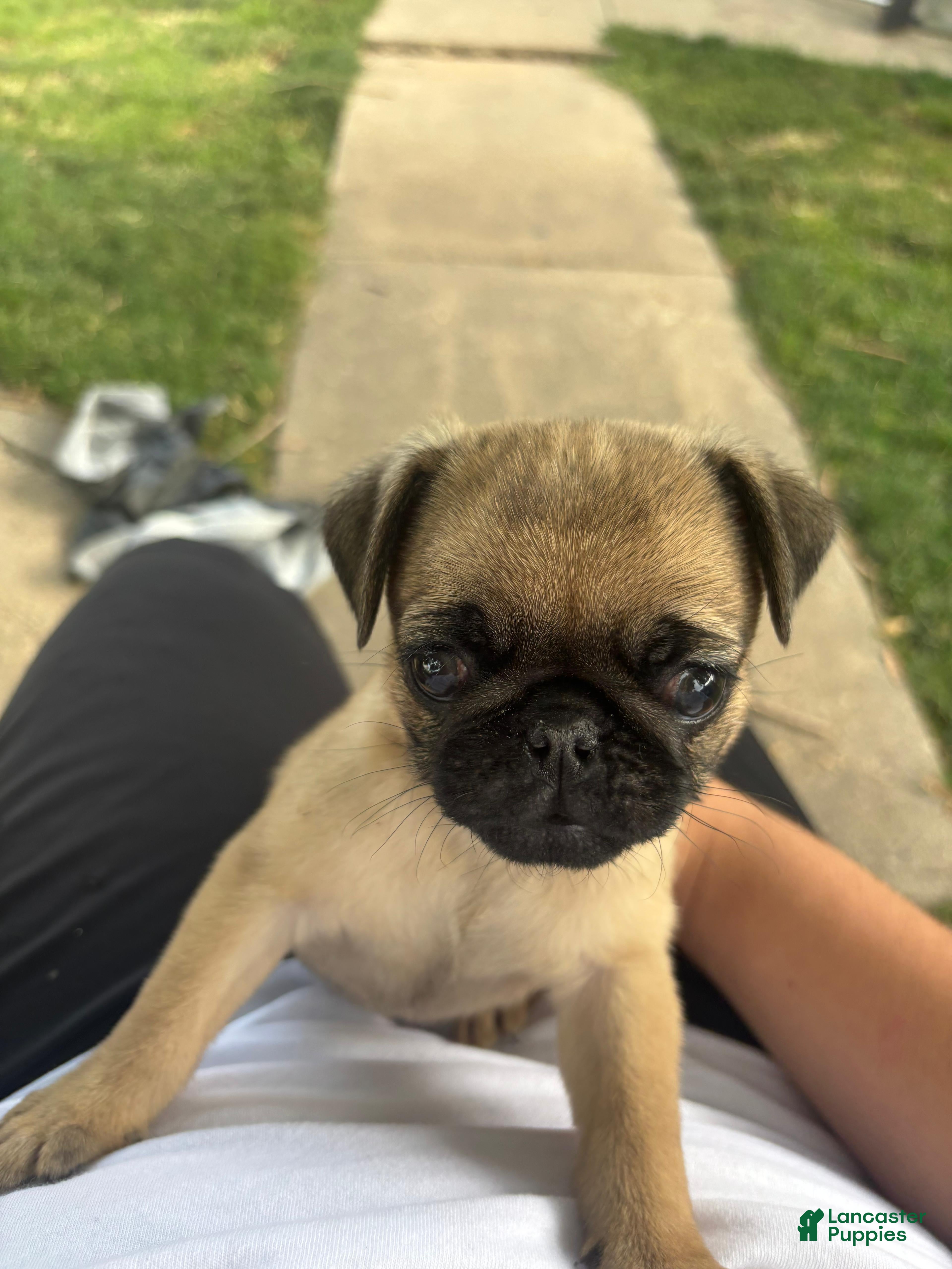 Pug dogs Pug 3 - Ad 3