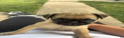 Pug dogs for sale: Pug 3 - Ad 1