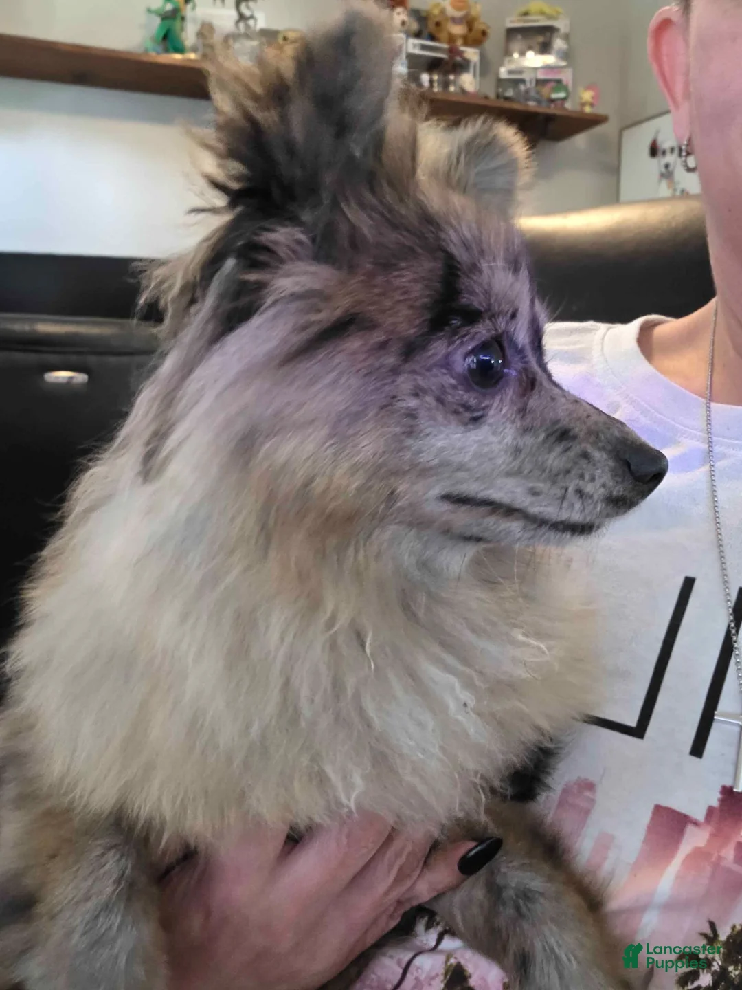 Pomeranian dogs for sale: Fancy - Ad 2