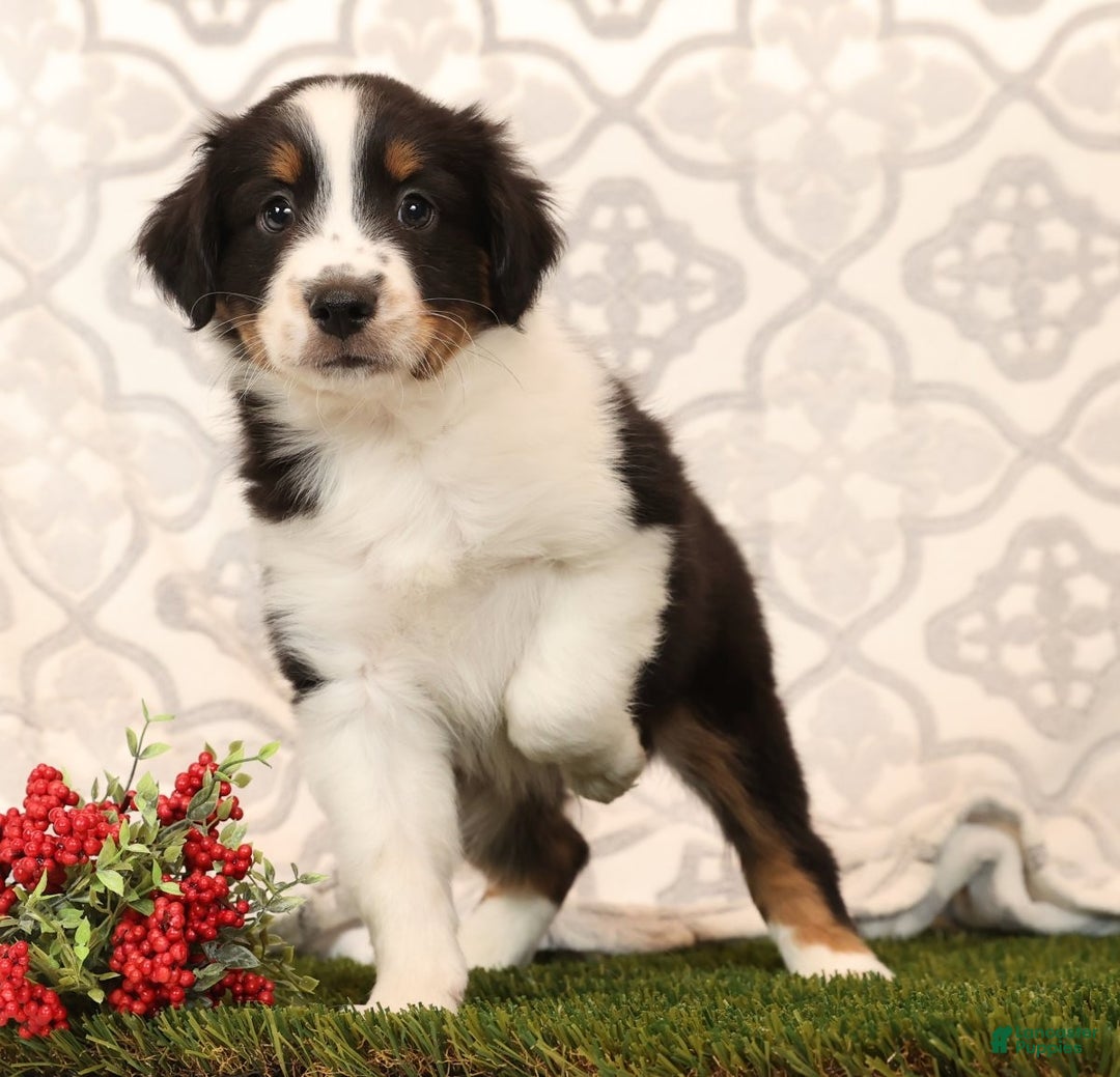 Miniature Australian Shepherd dogs for sale: Ryder - Ad 1
