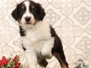 Miniature Australian Shepherd dogs Ryder - Ad 7