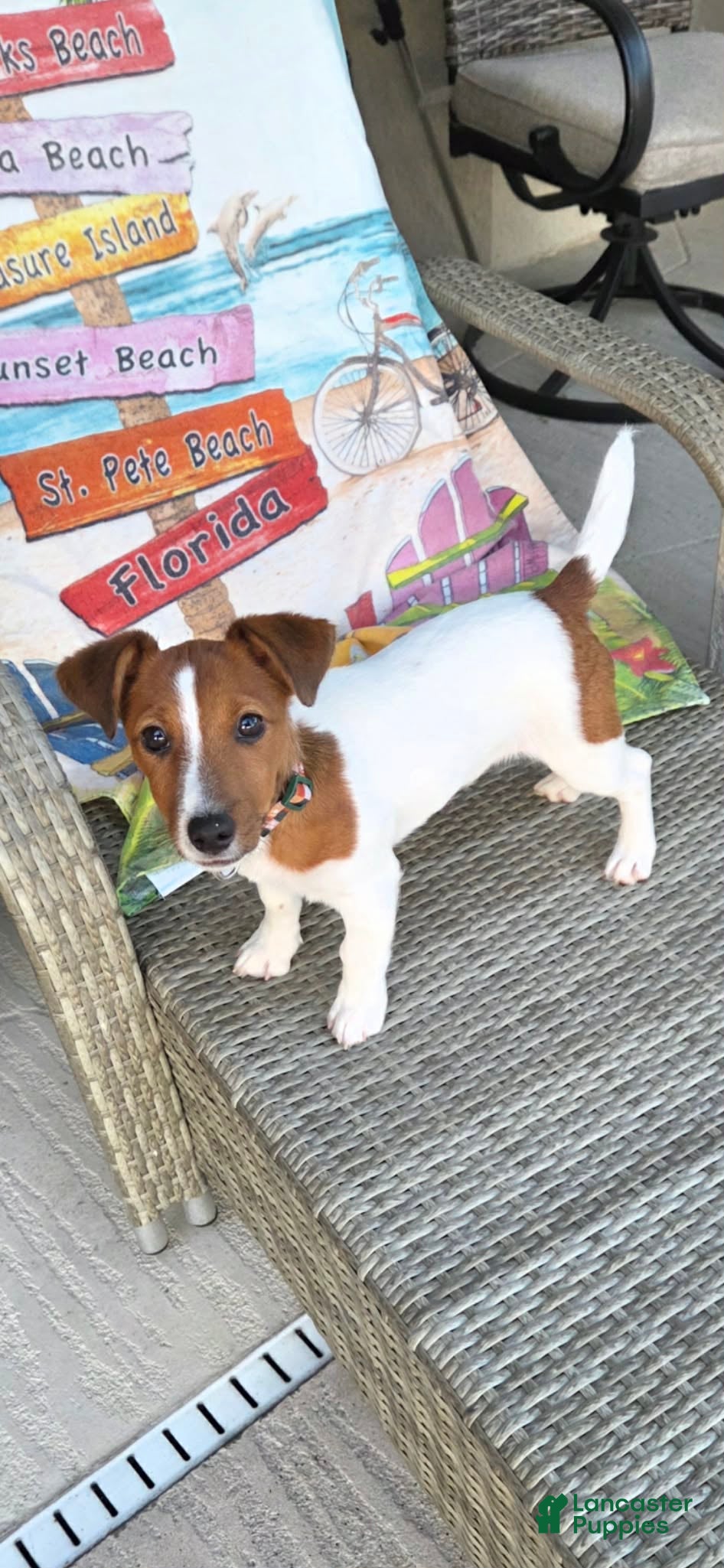 Jack Russell Terrier dogs Jack Russell Terrier Puppy 1 - Ad 1