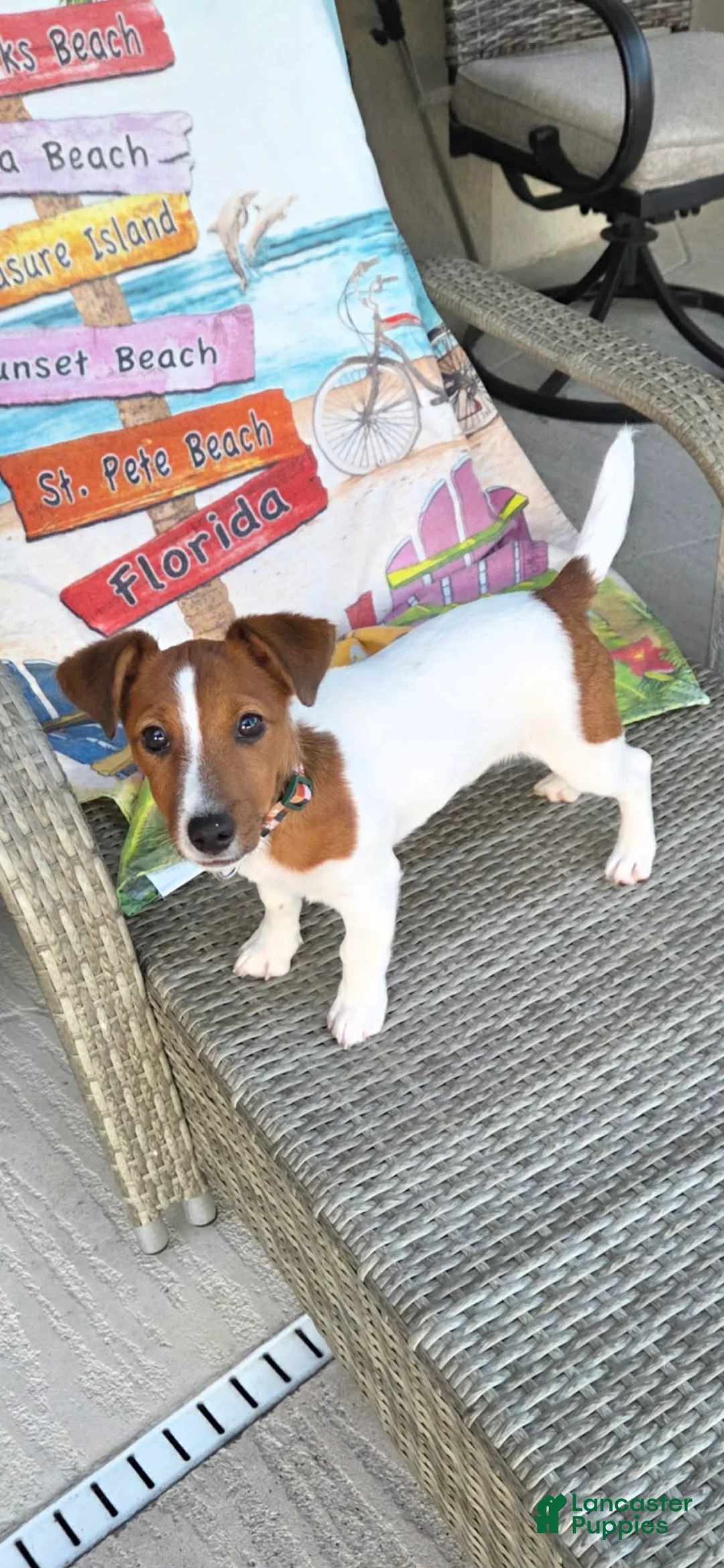 Jack Russell Terrier dogs for sale: Jack Russell Terrier Puppy 1 - Ad 1