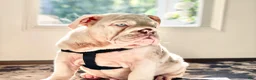 English Bulldog dogs for sale: Dallas - Ad 11