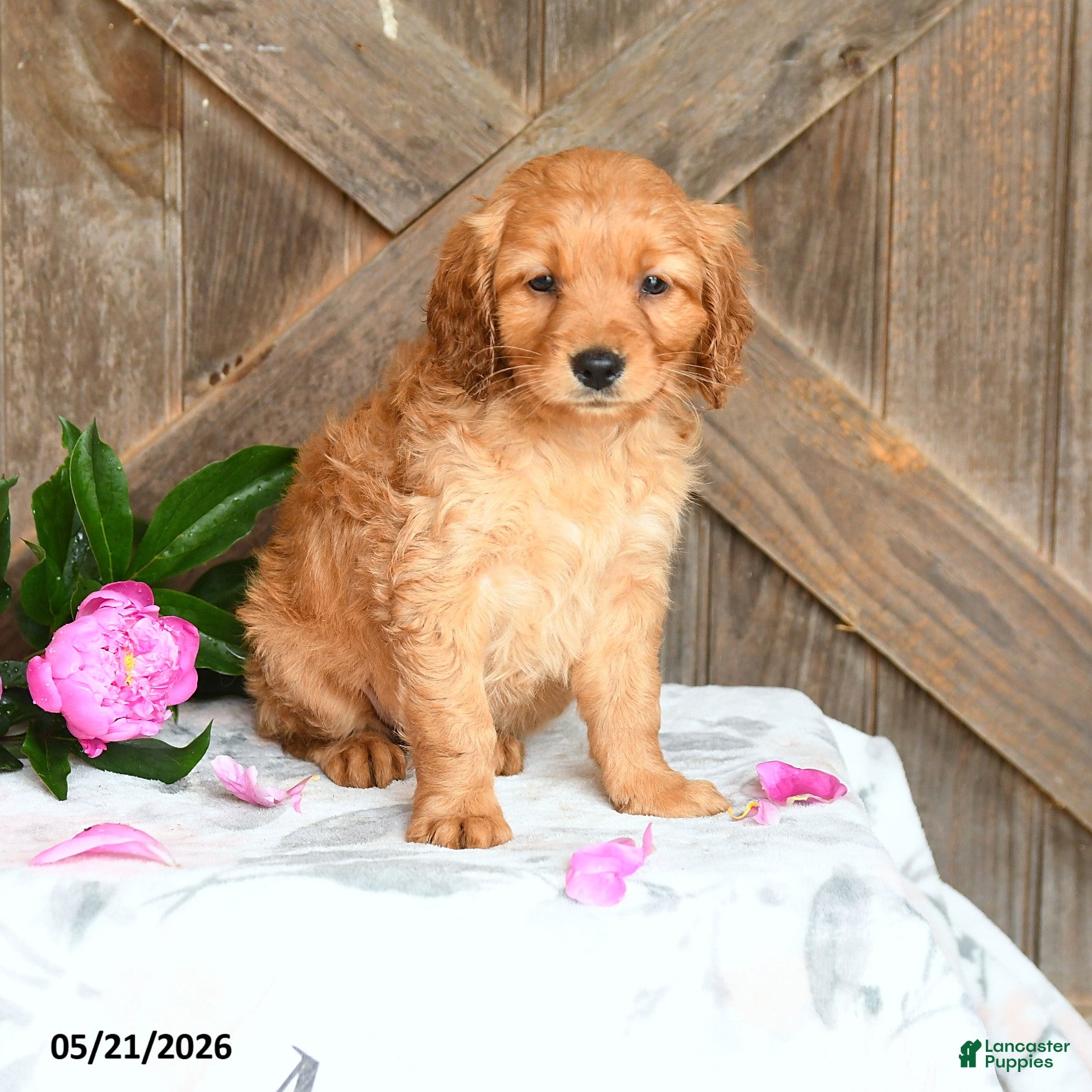 Mini Goldendoodle dogs Jasper - Ad 1