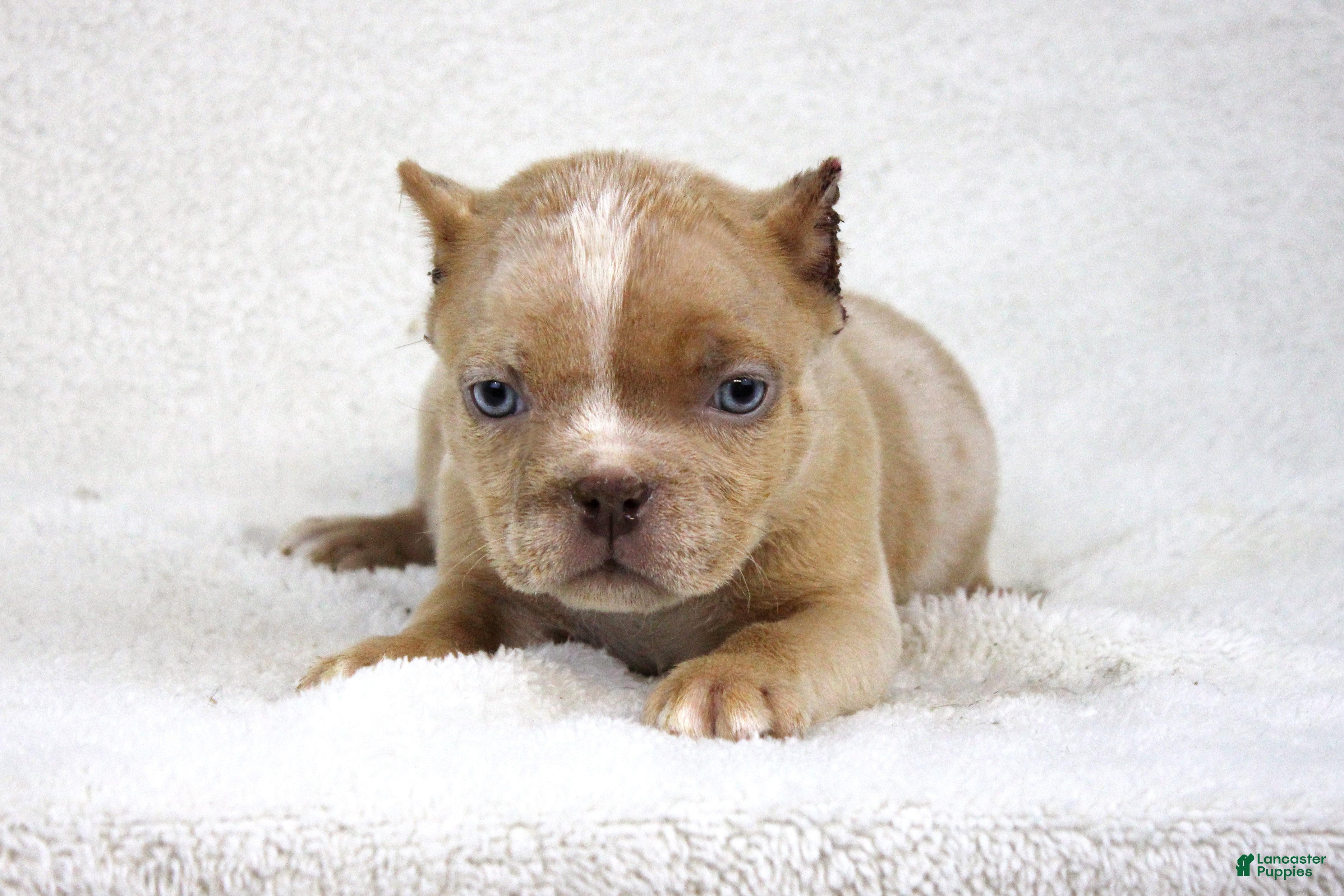 American Bully dogs Lilac Merle Female - Ad 42