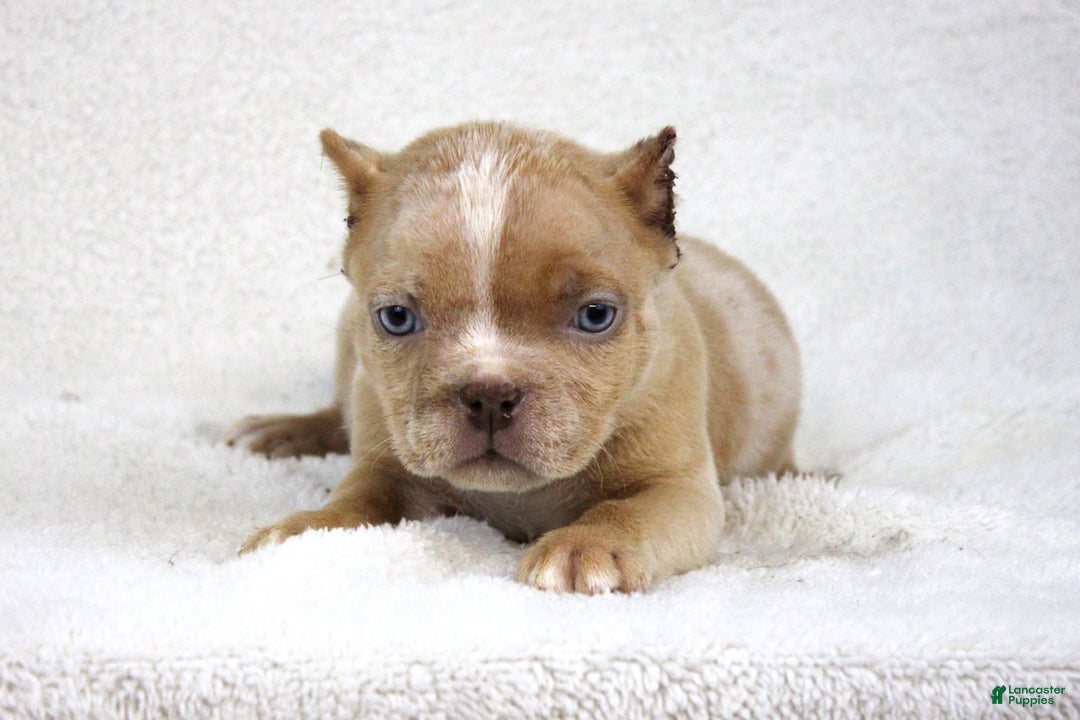 American Bully dogs for sale: Lilac Merle Female - Ad 1