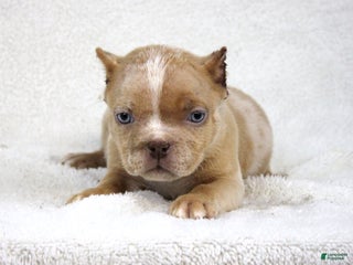 American Bully dogs Lilac Merle Female - Ad 42