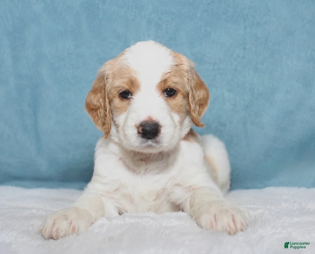 Goldendoodle dogs for sale: Luffy  - Ad 1
