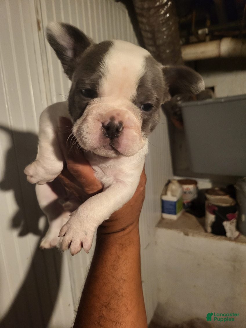 French Bulldog dogs French Bulldog Girl - Ad 2