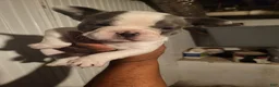 French Bulldog dogs for sale: French Bulldog Girl - Ad 2