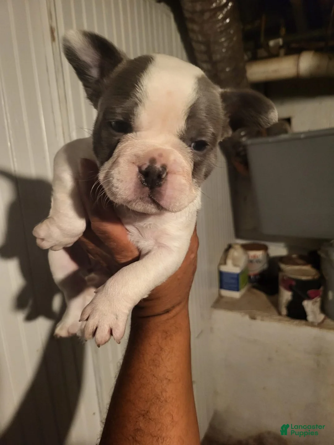 French Bulldog dogs for sale: French Bulldog Girl - Ad 2