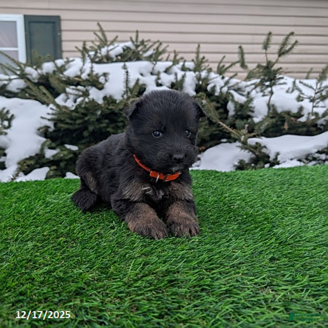 German Shepherd dogs for sale: Maverick - Ad 2