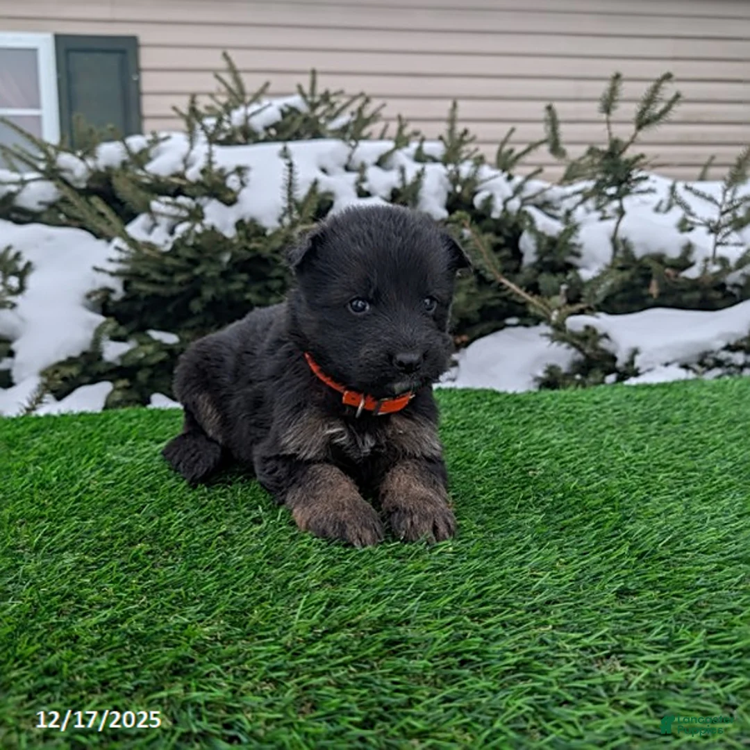 German Shepherd dogs for sale: Maverick - Ad 7