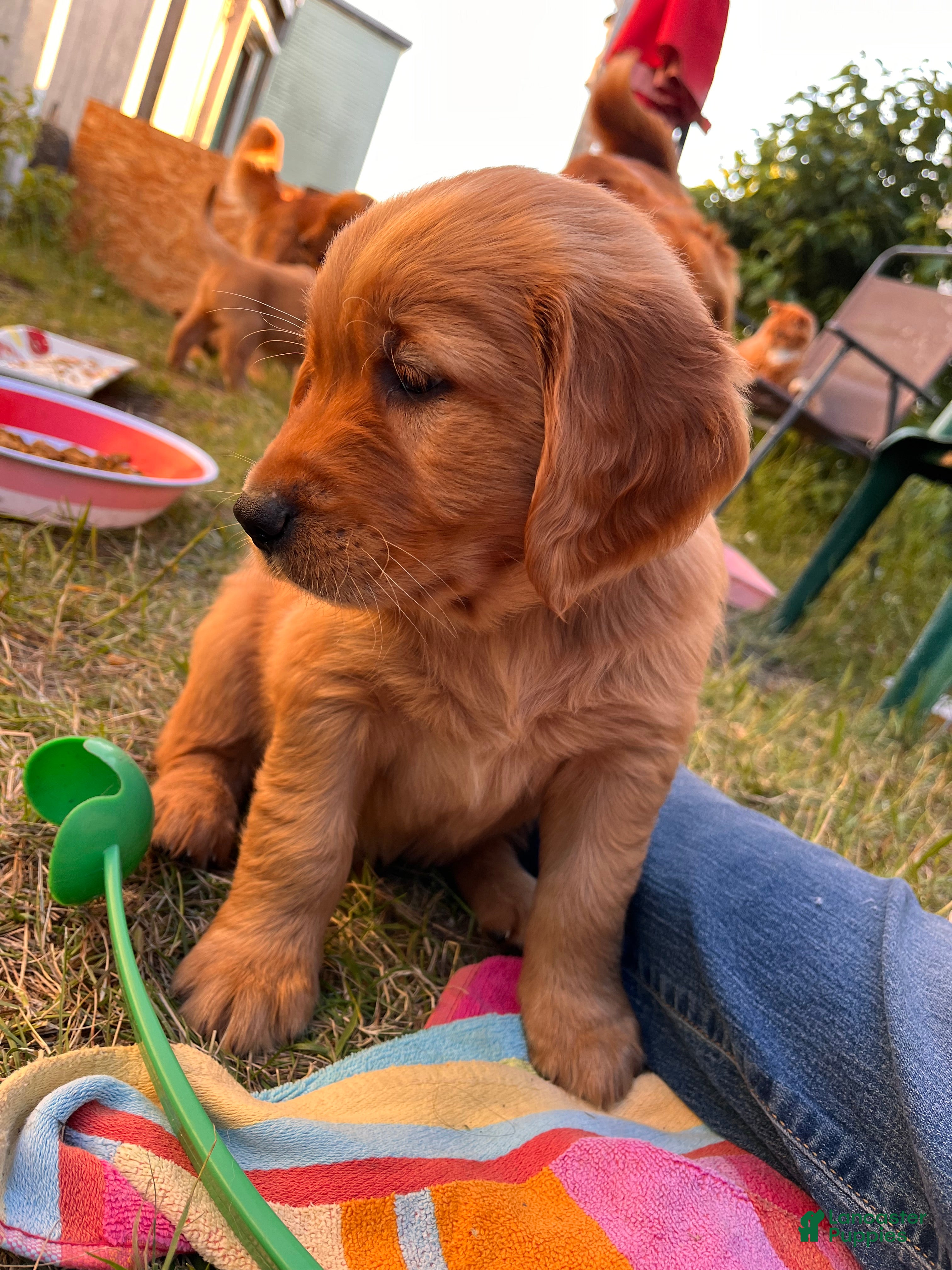 Golden Retriever dogs Golden Retriever 3 - Tide - Ad 2
