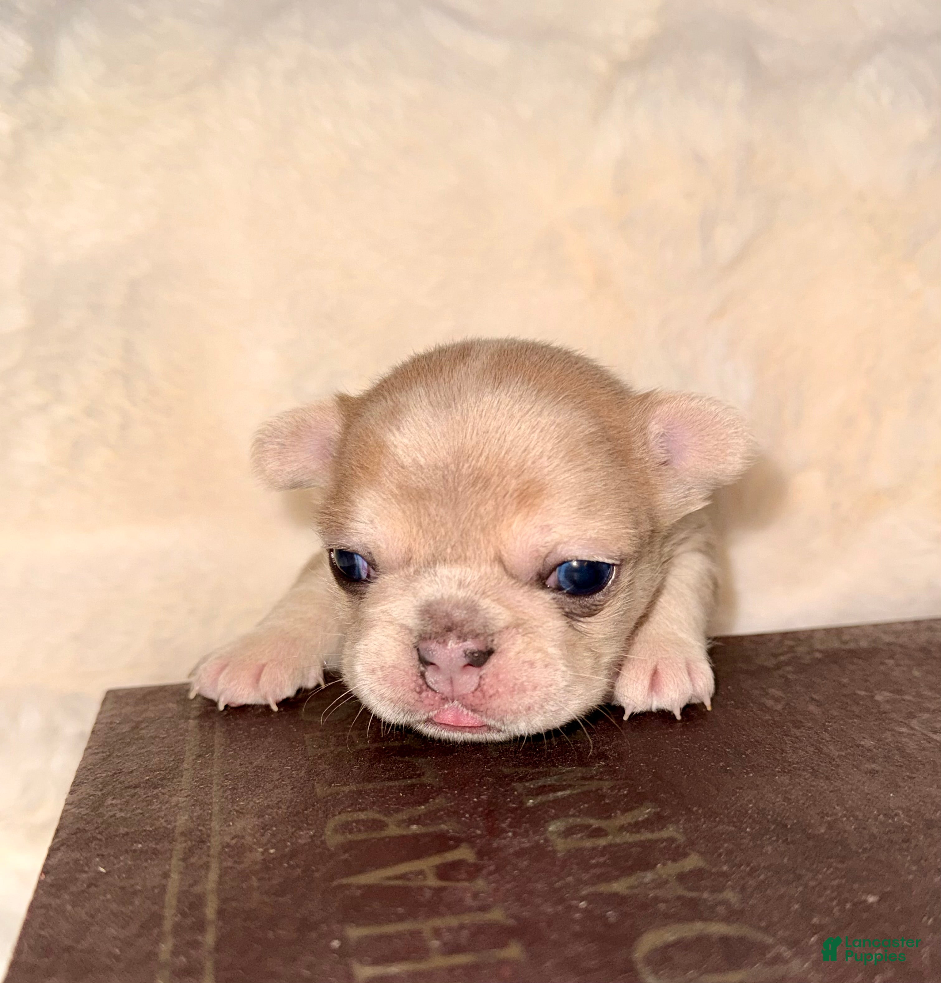 French Bulldog dogs French Bulldog Puppy 4 - Ad 11