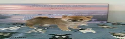 Shiba Inu dogs for sale: Breann - Ad 3