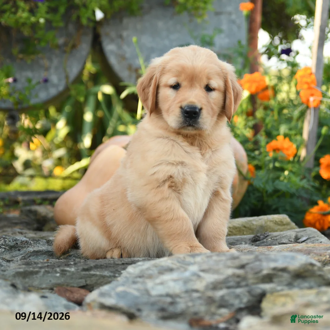 Golden Retriever dogs for sale: Clementine - Ad 3