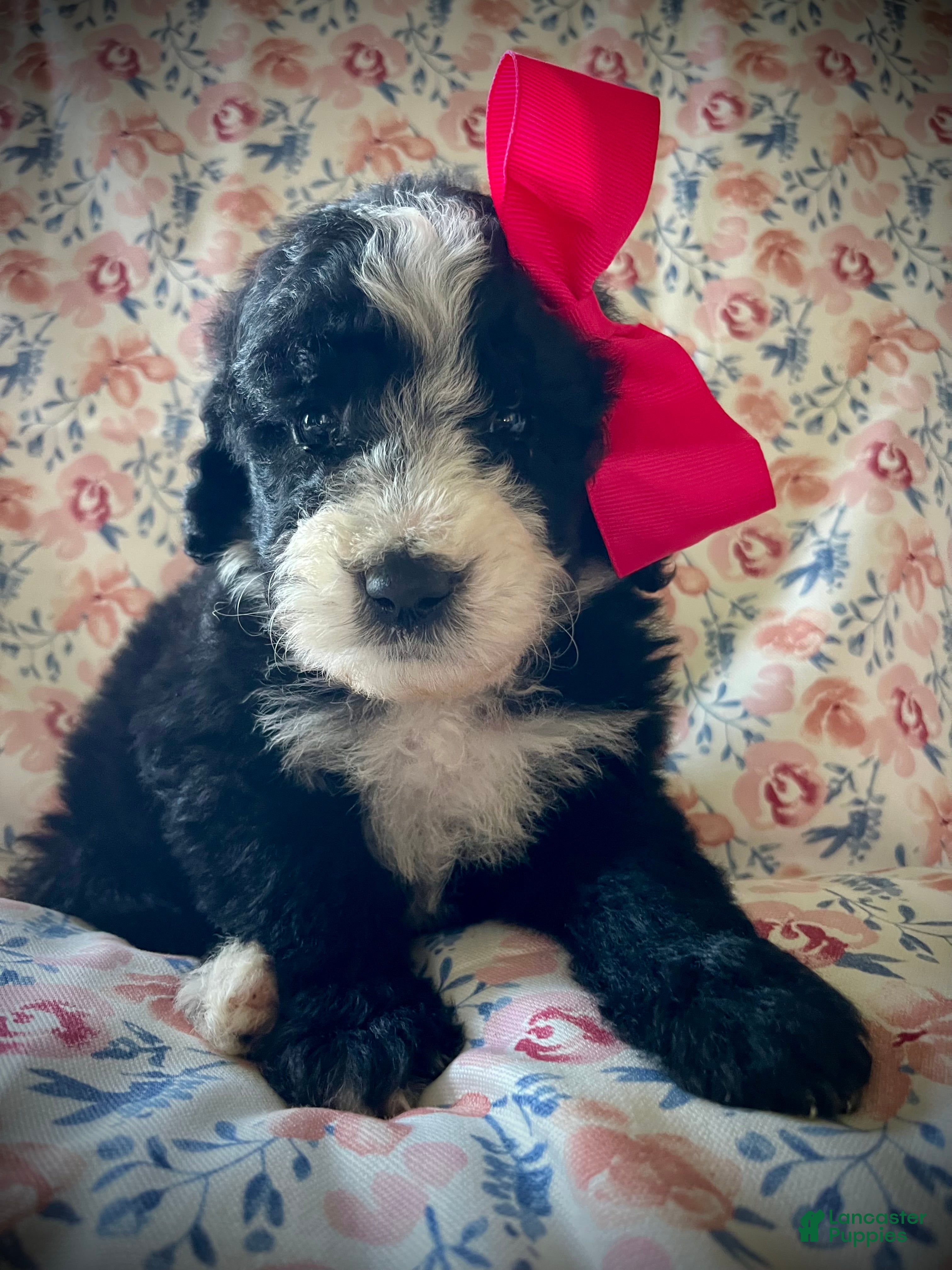 Sheepadoodle dogs Sheepadoodle Puppy 6 - Ad 11