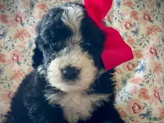 Sheepadoodle dogs Sheepadoodle Puppy 6 - Ad 34
