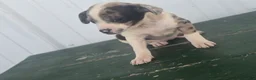 Chihuahua dogs for sale: Chihuahua Puppy 5 mabel - Ad 2