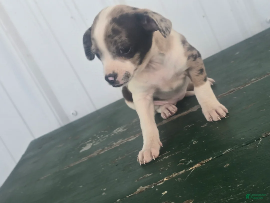 Chihuahua dogs for sale: Chihuahua Puppy 5 mabel - Ad 2