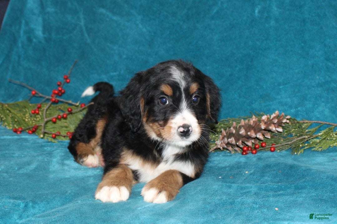 Mini Bernedoodle dogs for sale: Buddy - Ad 3