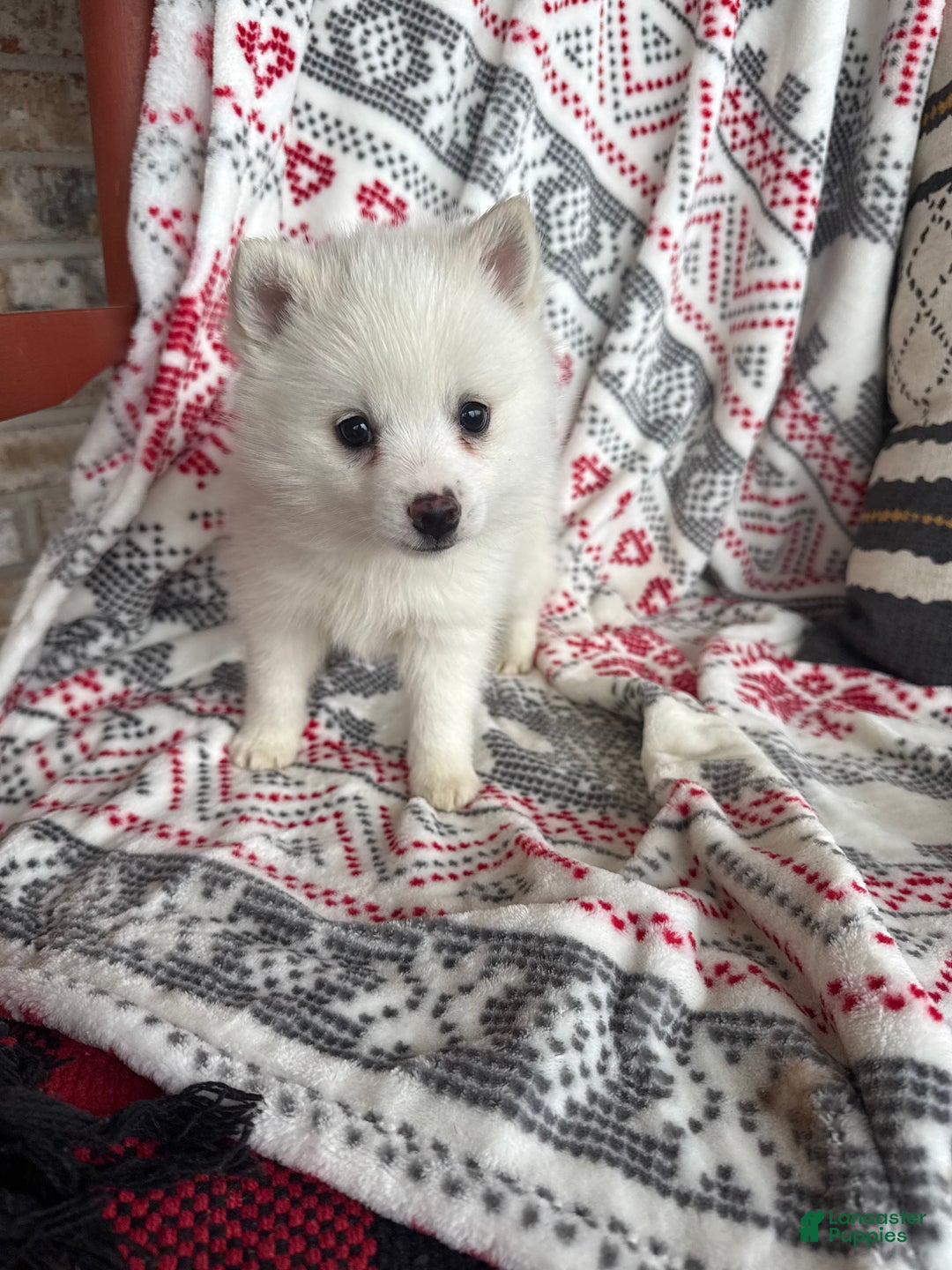 Pomsky dogs for sale: Lady - Ad 1