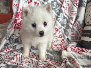 Pomsky dogs Lady - Ad 9