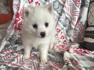 Pomsky dogs Lady - Ad 39