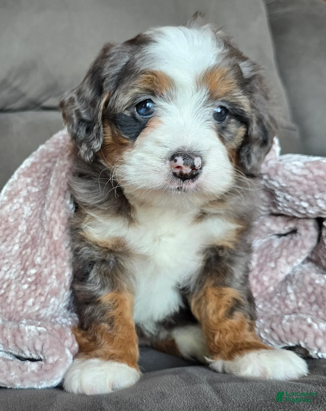Mini Bernedoodle dogs for sale: Mini Izzy - Ad 4