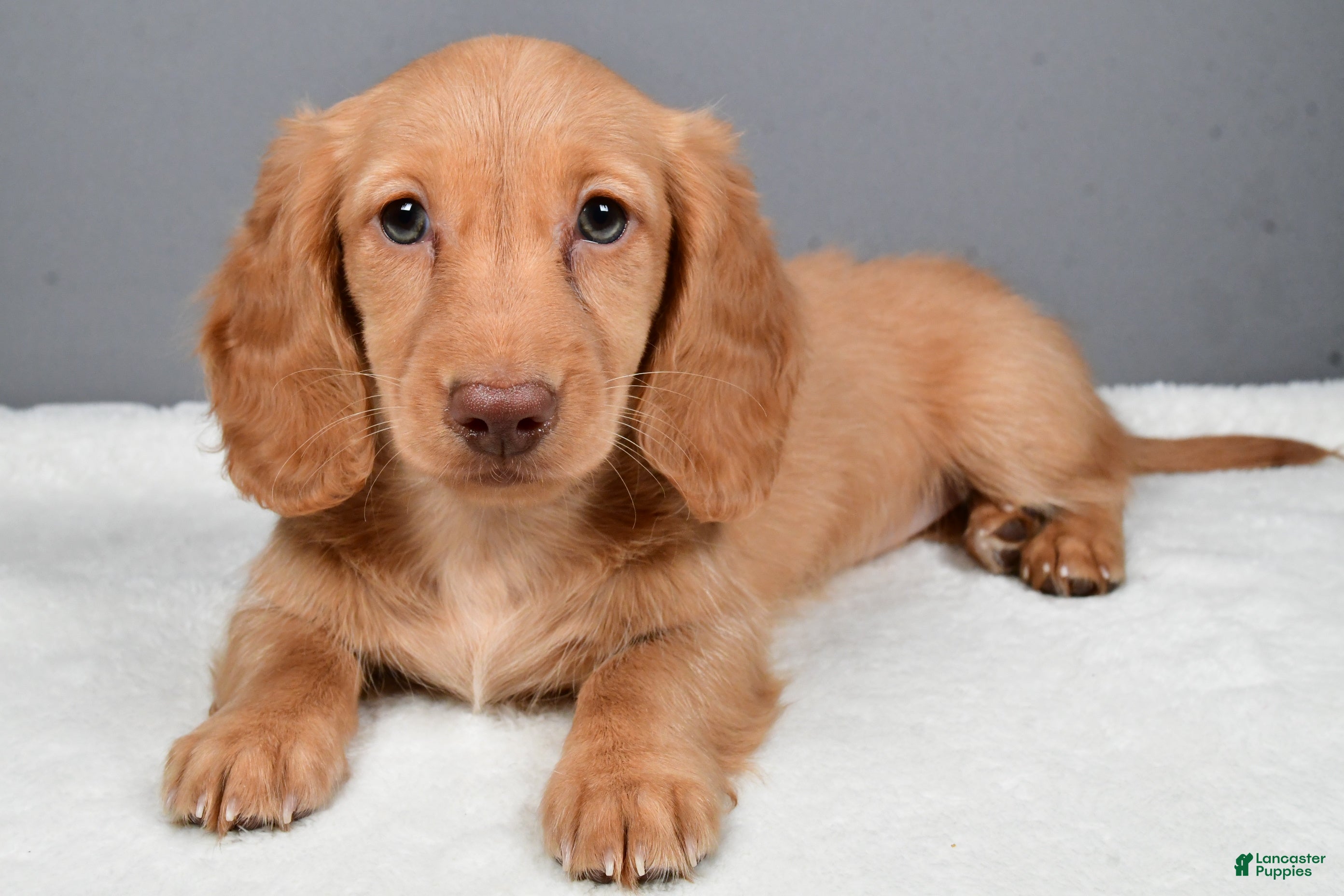 Miniature Dachshund dogs Virgina - Ad 34