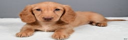Miniature Dachshund dogs for sale: Virgina - Ad 1