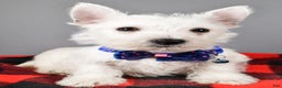West Highland Terrier dogs for sale: Star - Ad 7
