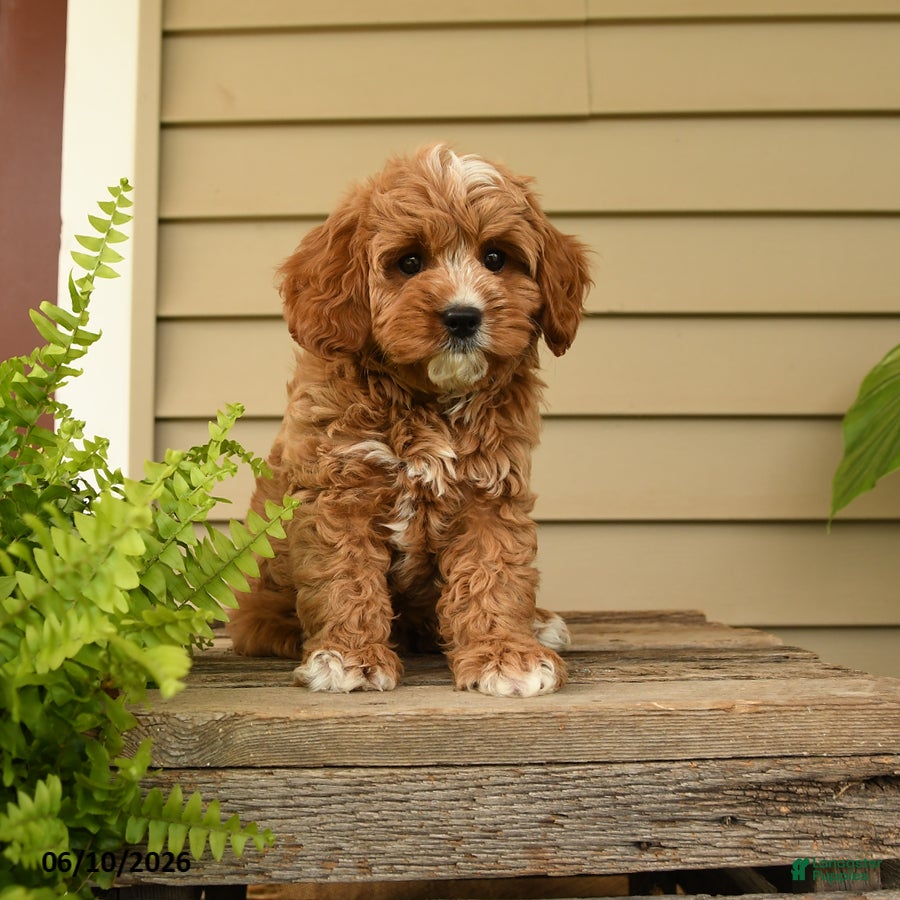 Cavapoo dogs Cuddles - Ad 1